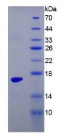 SDS-PAGE (TTR-728H).jpg